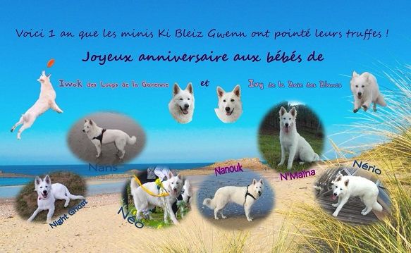 Ki Bleiz Gwenn - 1 an déjà !