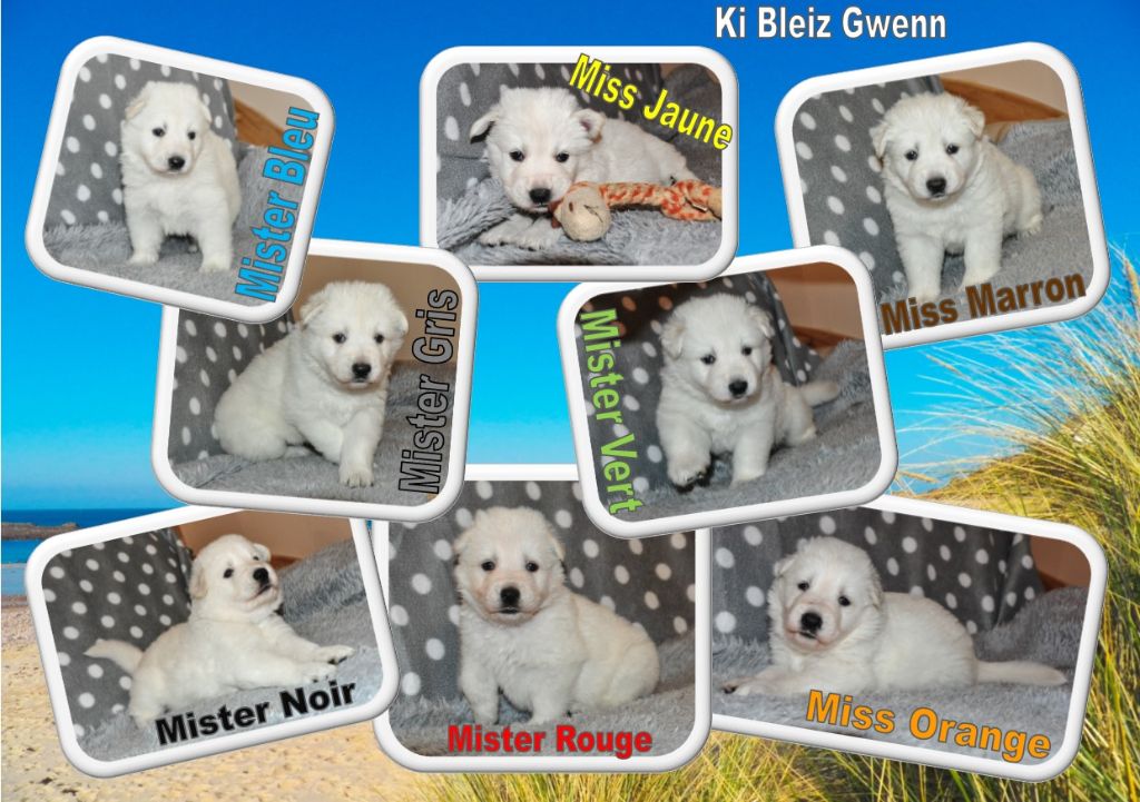 Ki Bleiz Gwenn - NAISSANCE !!! 