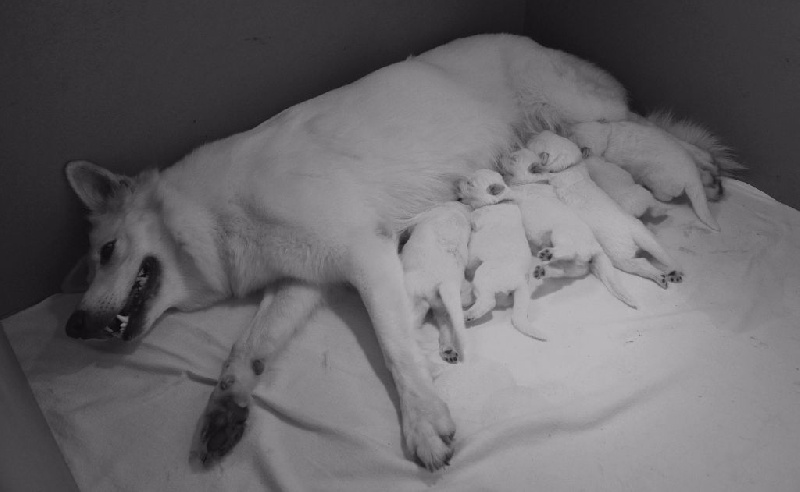 Minis Ivy & Iwok Semaine 2