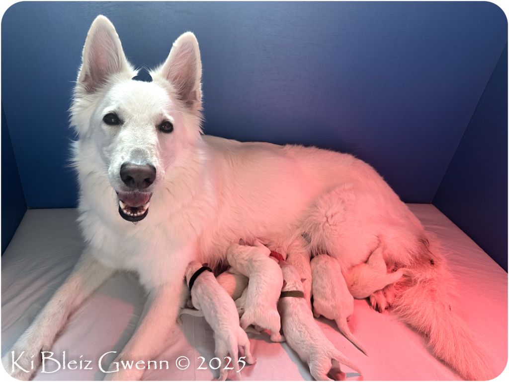 Ki Bleiz Gwenn - Chiots disponibles - Berger Blanc Suisse