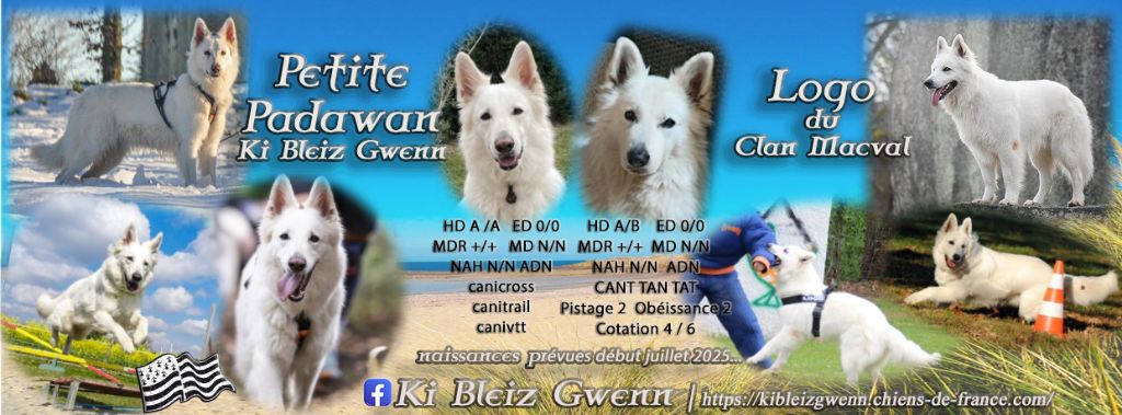 Chiot Berger Blanc Suisse Ki Bleiz Gwenn
