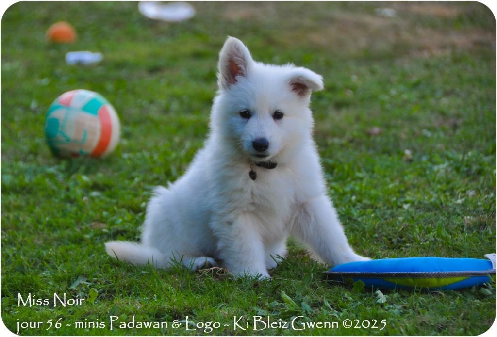 Ki Bleiz Gwenn - Chiots disponibles - Berger Blanc Suisse