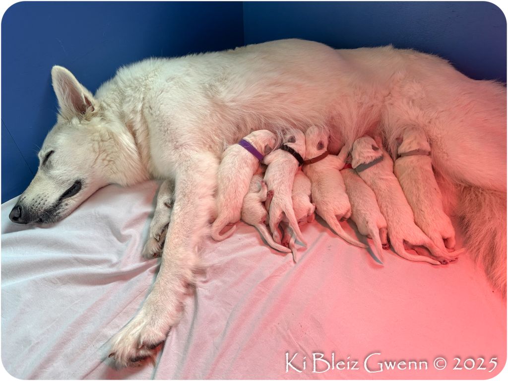 Ki Bleiz Gwenn - Chiots disponibles - Berger Blanc Suisse